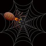 halloween spooky spider
