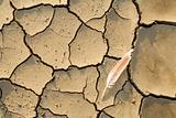 Dry soil with raindrop craters