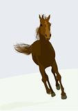 beautifull race-horse
