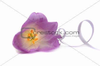 Lilac flower on a white background