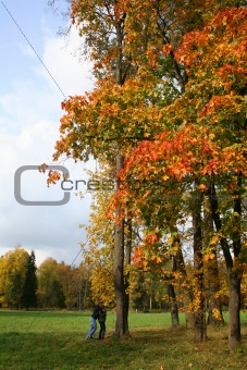 Colorful old autumn park