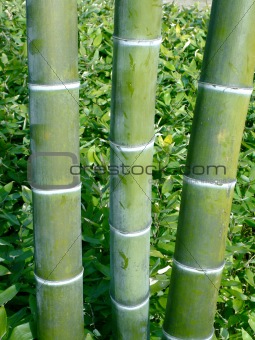 three bamboo poles
