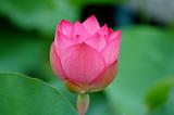 Pink lotus flowe
