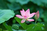 Lotus flowers and seed head
