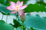 Lotus bud and flower