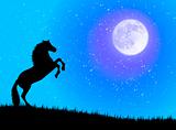 Horse in the night