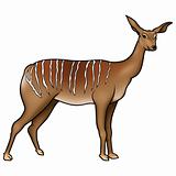 Antelope Kudu