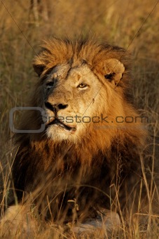 Big male African lion  