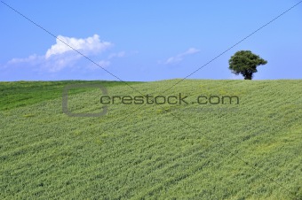 Wheat and tree