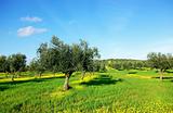 Olives tree in green field at Portugal.