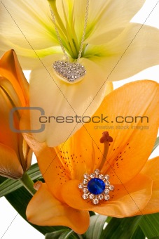 Lilies bloom with luxury
