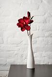 Flower in the white vase