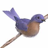 Bird Female Western Bluebird