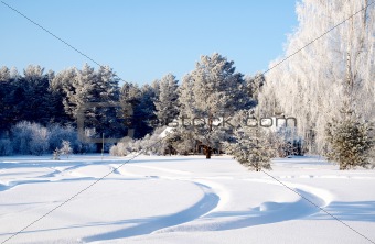 Forest in winter, beautiful