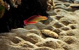 Colored tropical fish