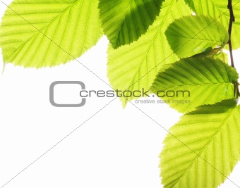 isolated leaves