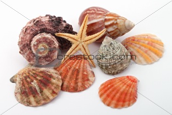 Star fish and sea shells.