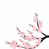 Cherry blossom branch over white background