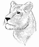 Lioness, tattoo