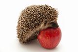 Little hedgehog and apple