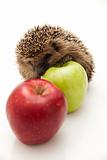 Little hedgehog and apple