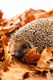 Hedgehog sitting on leaves