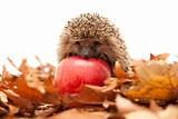 Hedgehog sitting on leaves