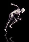 Medical female skeleton in running pose