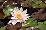 waterlily on the water