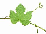 The green grape leaf on a white background