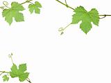 The green grape leaves on a white background