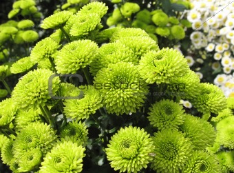 green chrysanthemums