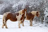 Two Horses in winter