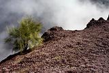 A shrub on the crater of the Mount Vesuvius.