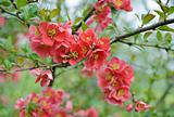 japanese quince branch - blossoming