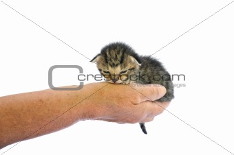 Seniors hand holding little kitten