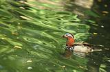 Mandarin duck (Aix galericulata)