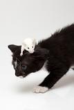 Child cat and grey mouse
