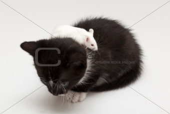 Child cat and grey mouse