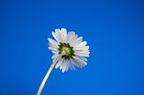 daisy under blue spring sky