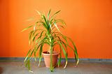 plant in pot on a orange wall