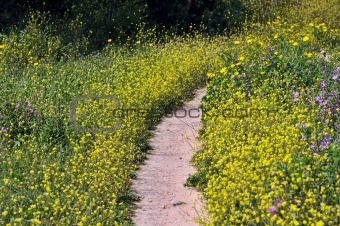 flower path
