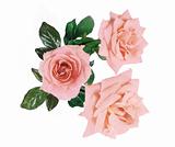 beautiful pink roses isolated on white background