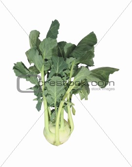 kohlrabi cabbage isolated on white background