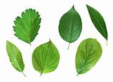 Collection of green spring leaves isolated on white background
