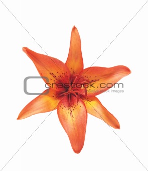 Orange lily isolated on white background
