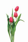 beautiful pink tulips bouquet isolated on white background