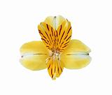 Beautiful yellow lily on white background