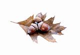 acorns on oak leaf isolated on white