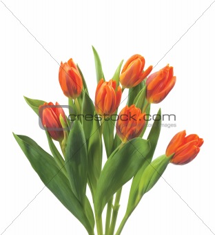 beautiful red tulips isolated on white